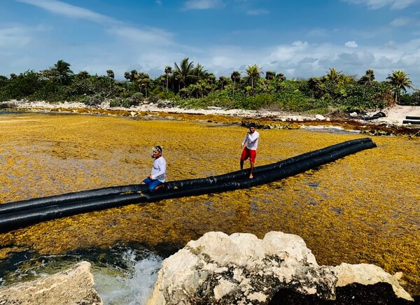 Sargassum Removal and Seaweed Handling Solutions